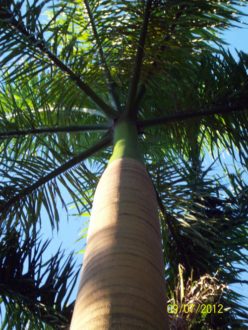 roystonea-regia-roystonea-elata-florida-royal-palm-cuban-royal-palm-royal-palm