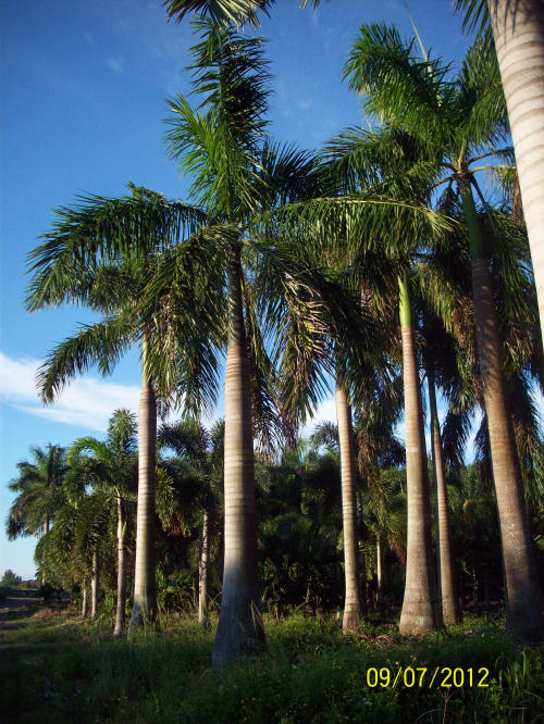 roystonea-regia-roystonea-elata-florida-royal-palm-cuban-royal-palm-royal-palm