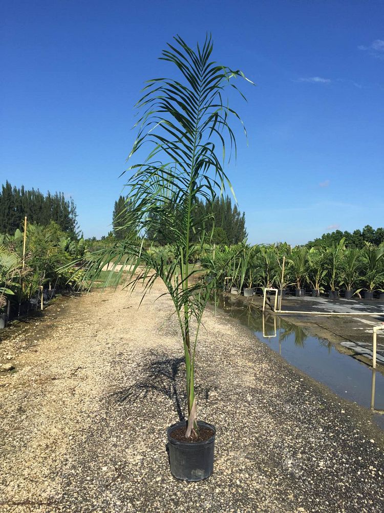 roystonea-regia-roystonea-elata-florida-royal-palm-cuban-royal-palm-royal-palm