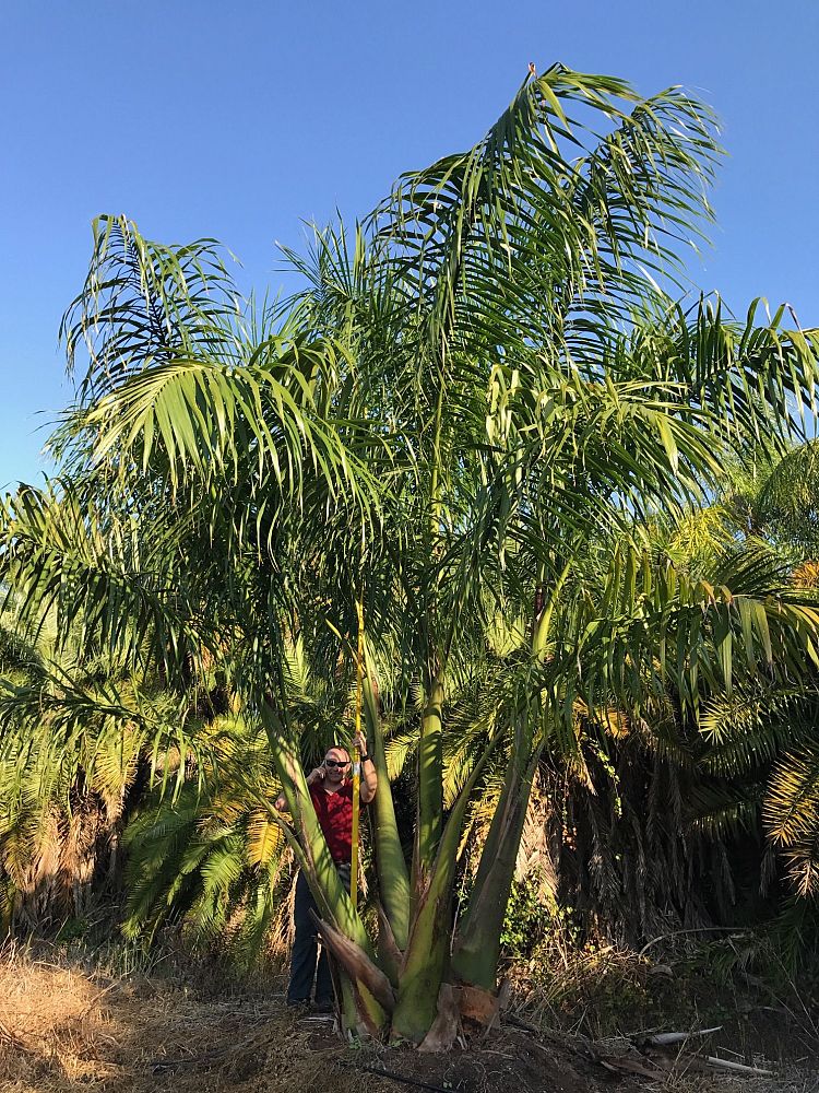 roystonea-regia-roystonea-elata-florida-royal-palm-cuban-royal-palm-royal-palm