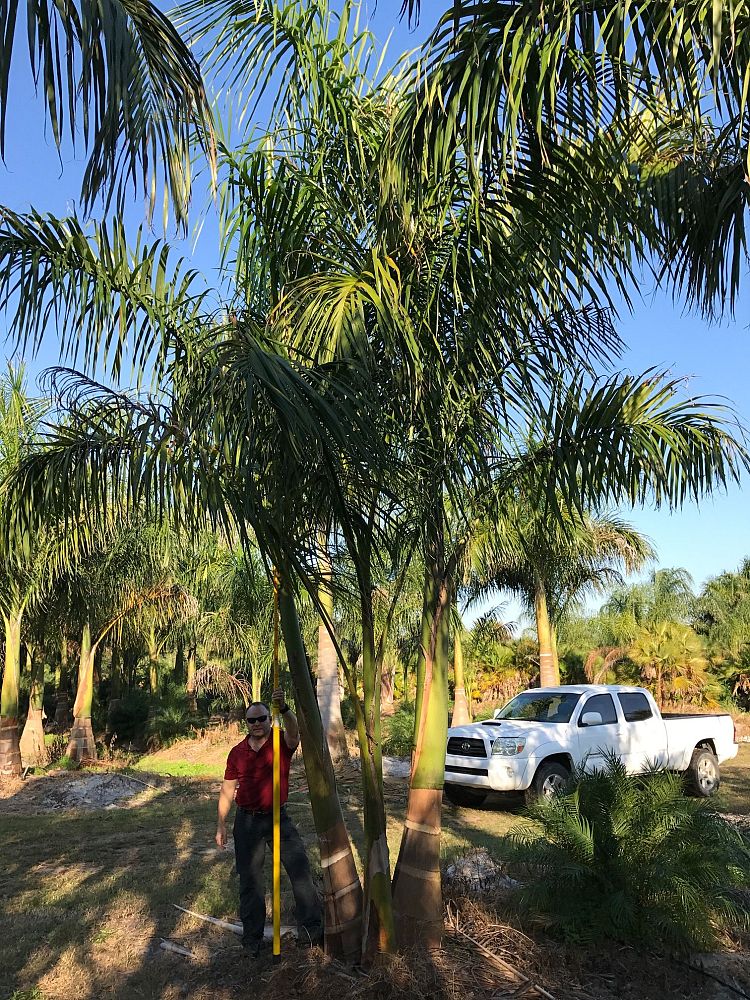 roystonea-regia-roystonea-elata-florida-royal-palm-cuban-royal-palm-royal-palm