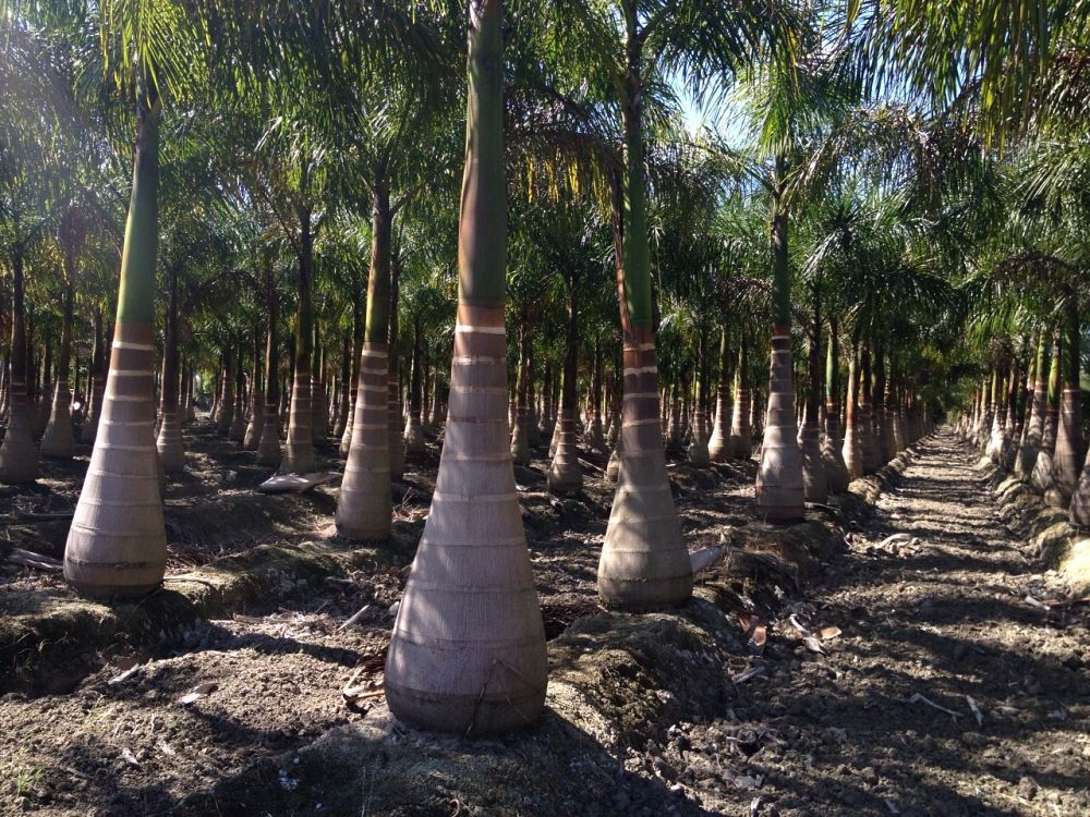 roystonea-regia-roystonea-elata-florida-royal-palm-cuban-royal-palm-royal-palm