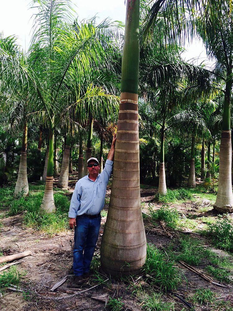 roystonea-regia-roystonea-elata-florida-royal-palm-cuban-royal-palm-royal-palm