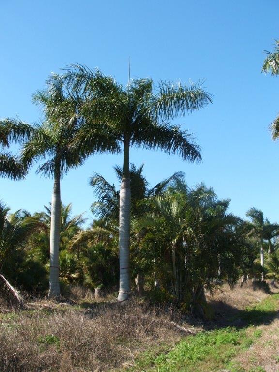roystonea-regia-roystonea-elata-florida-royal-palm-cuban-royal-palm-royal-palm