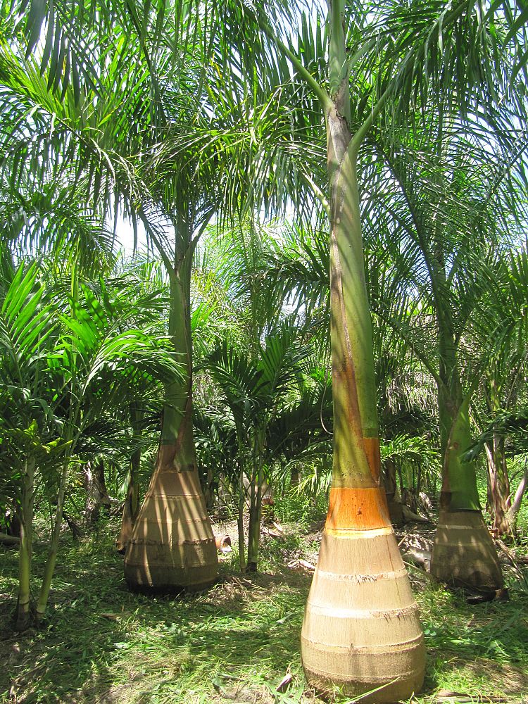 roystonea-regia-roystonea-elata-florida-royal-palm-cuban-royal-palm-royal-palm