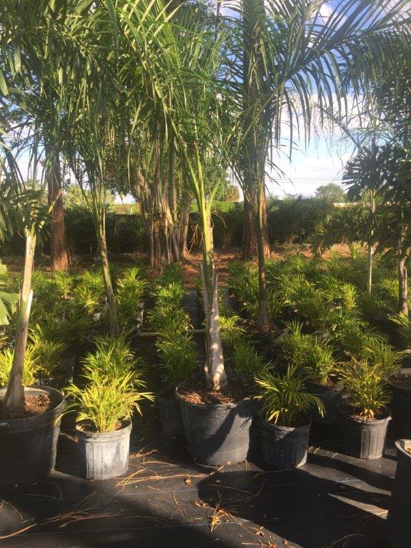 roystonea-regia-roystonea-elata-florida-royal-palm-cuban-royal-palm-royal-palm