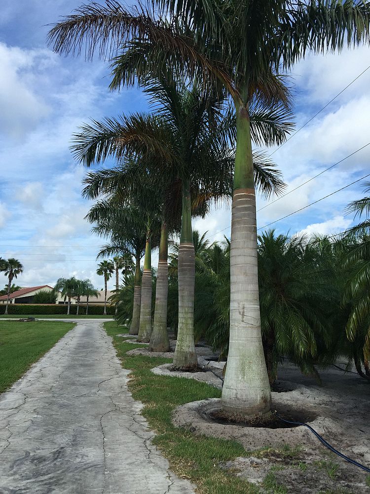 roystonea-regia-roystonea-elata-florida-royal-palm-cuban-royal-palm-royal-palm