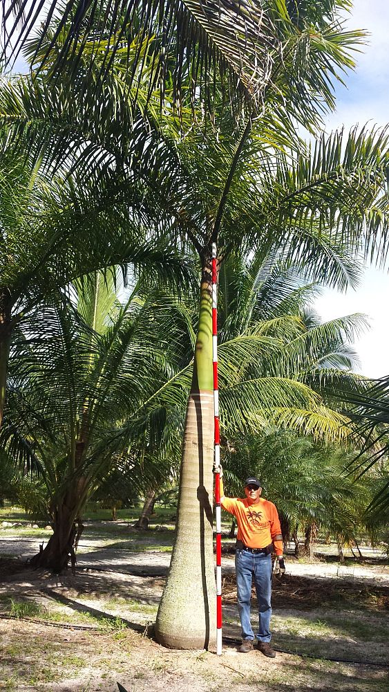 roystonea-regia-roystonea-elata-florida-royal-palm-cuban-royal-palm-royal-palm