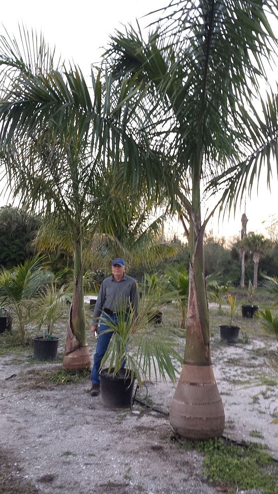 roystonea-regia-roystonea-elata-florida-royal-palm-cuban-royal-palm-royal-palm