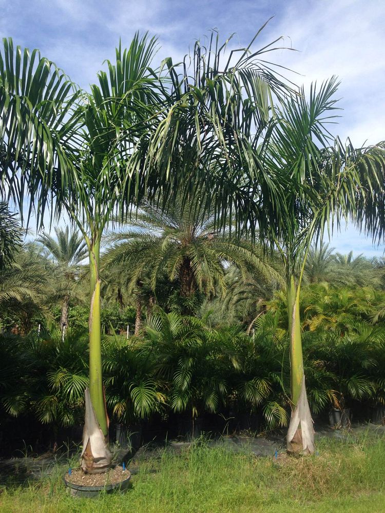 roystonea-regia-roystonea-elata-florida-royal-palm-cuban-royal-palm-royal-palm