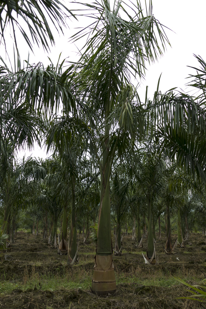 roystonea-regia-roystonea-elata-florida-royal-palm-cuban-royal-palm-royal-palm