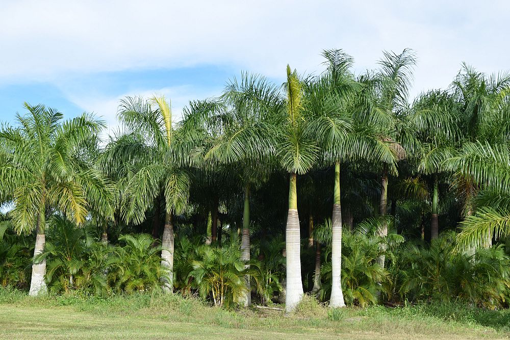 roystonea-regia-roystonea-elata-florida-royal-palm-cuban-royal-palm-royal-palm