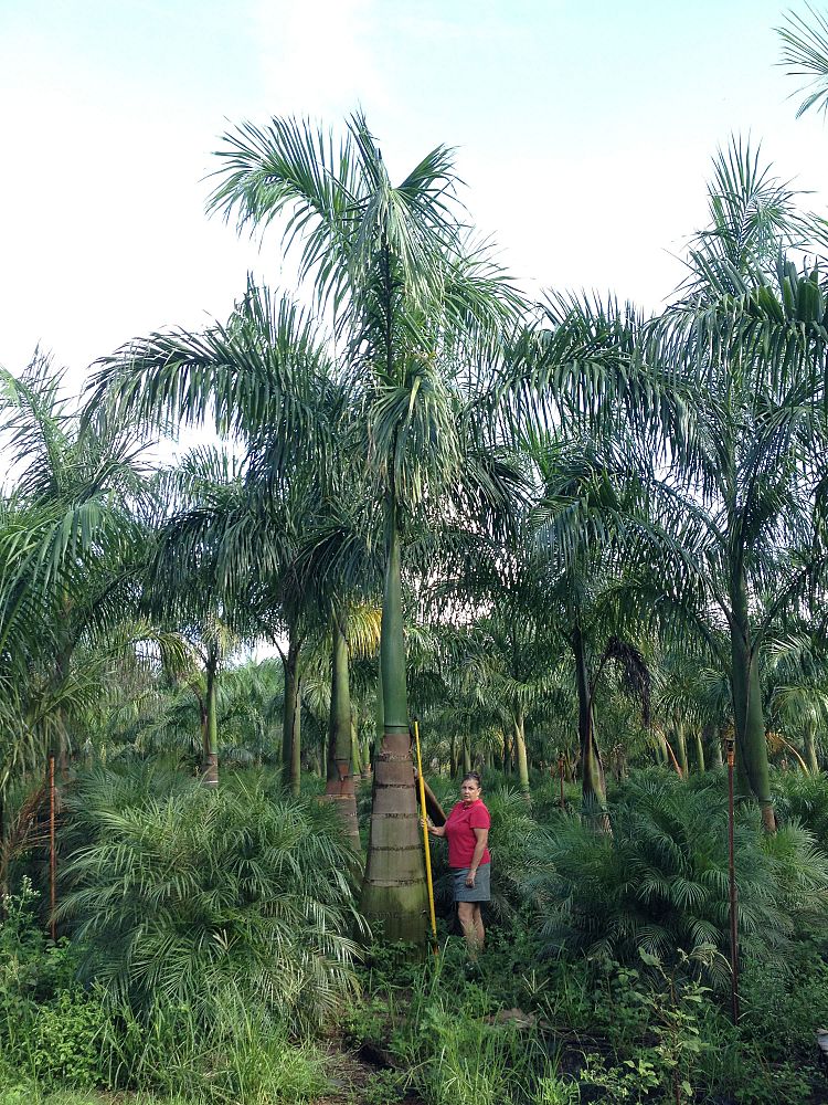 roystonea-regia-roystonea-elata-florida-royal-palm-cuban-royal-palm-royal-palm