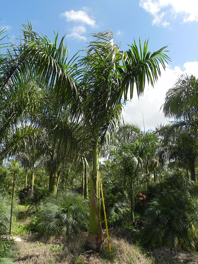 roystonea-regia-roystonea-elata-florida-royal-palm-cuban-royal-palm-royal-palm