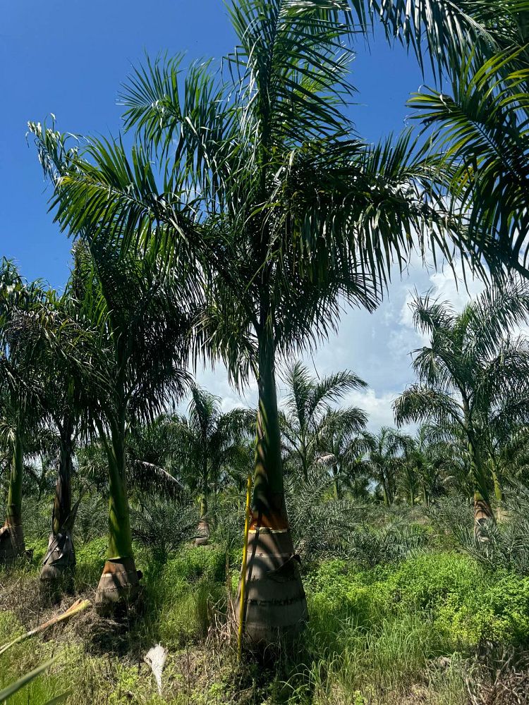 roystonea-regia-roystonea-elata-florida-royal-palm-cuban-royal-palm-royal-palm