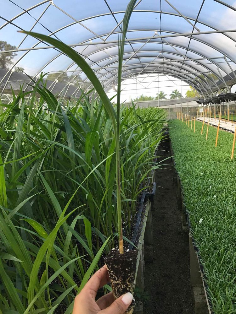 roystonea-regia-roystonea-elata-florida-royal-palm-cuban-royal-palm-royal-palm