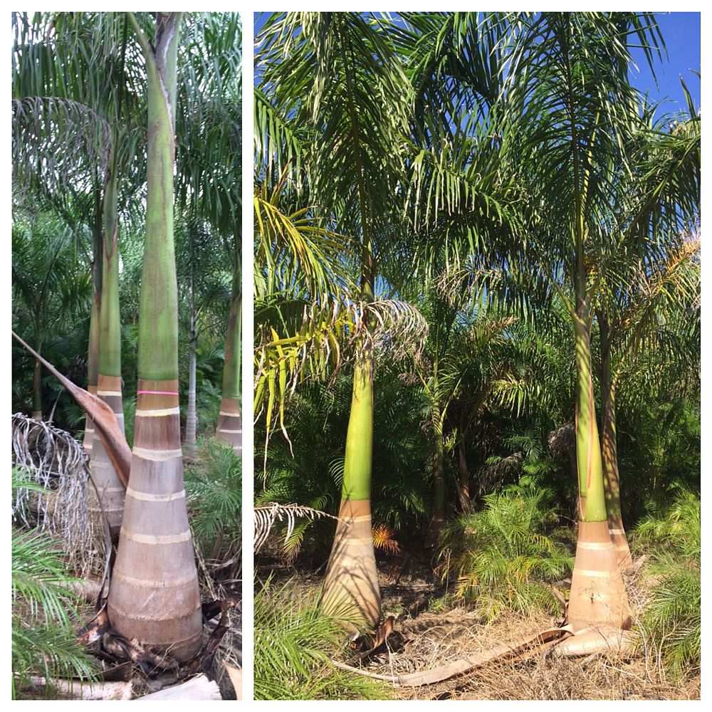 roystonea-regia-roystonea-elata-florida-royal-palm-cuban-royal-palm-royal-palm
