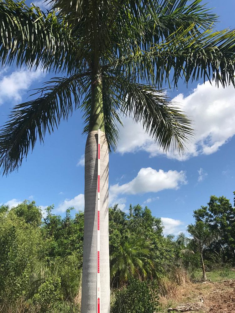 roystonea-regia-roystonea-elata-florida-royal-palm-cuban-royal-palm-royal-palm