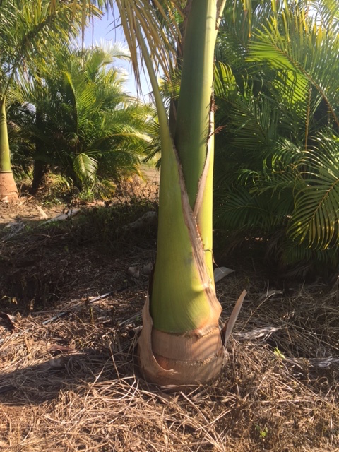 roystonea-regia-roystonea-elata-florida-royal-palm-cuban-royal-palm-royal-palm