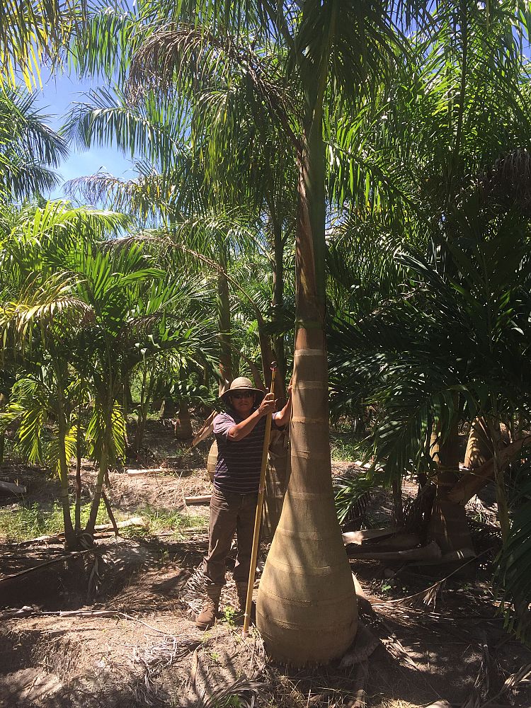 roystonea-regia-roystonea-elata-florida-royal-palm-cuban-royal-palm-royal-palm