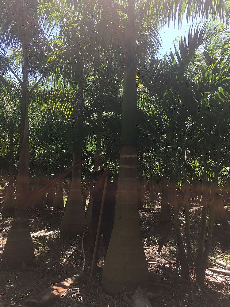 roystonea-regia-roystonea-elata-florida-royal-palm-cuban-royal-palm-royal-palm