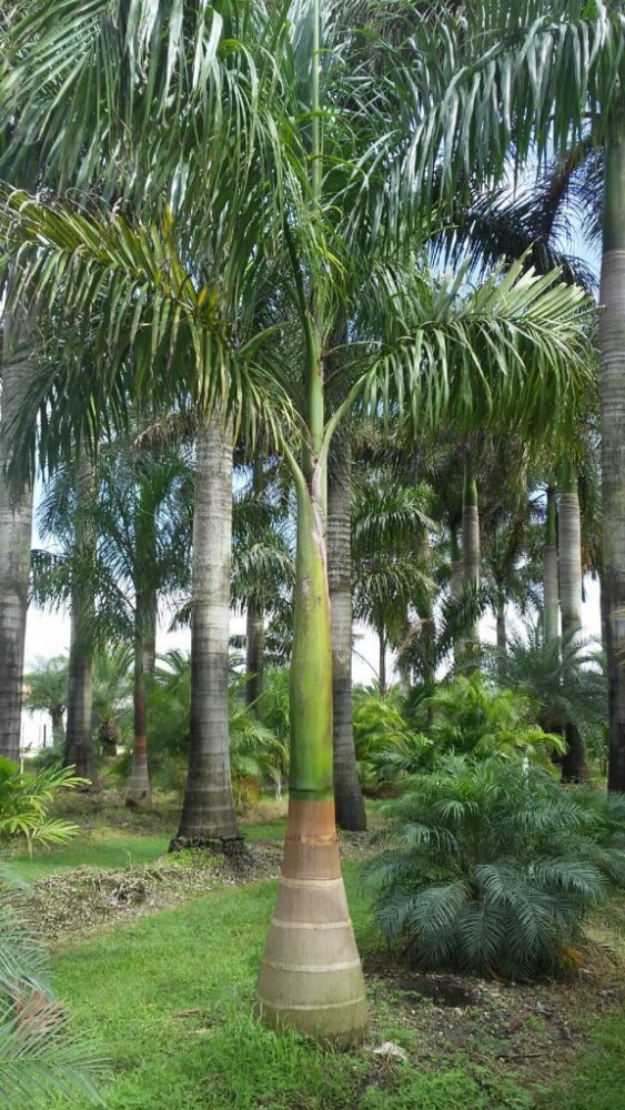 roystonea-regia-roystonea-elata-florida-royal-palm-cuban-royal-palm-royal-palm