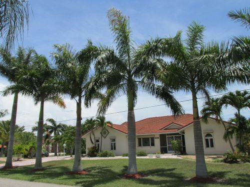 roystonea-regia-roystonea-elata-florida-royal-palm-cuban-royal-palm-royal-palm