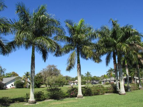 roystonea-regia-roystonea-elata-florida-royal-palm-cuban-royal-palm-royal-palm