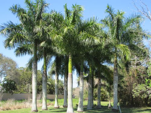 roystonea-regia-roystonea-elata-florida-royal-palm-cuban-royal-palm-royal-palm