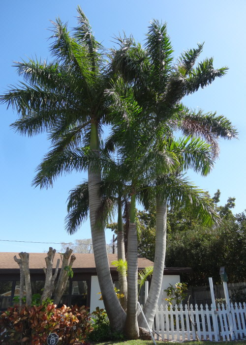 roystonea-regia-roystonea-elata-florida-royal-palm-cuban-royal-palm-royal-palm