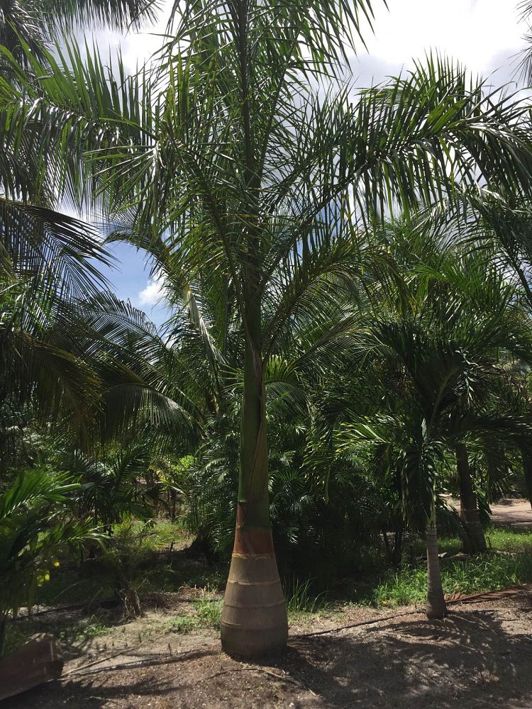 roystonea-regia-roystonea-elata-florida-royal-palm-cuban-royal-palm-royal-palm