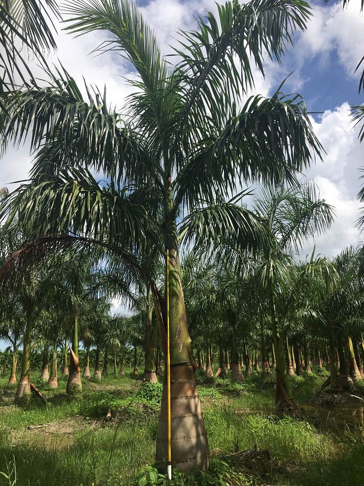 roystonea-regia-roystonea-elata-florida-royal-palm-cuban-royal-palm-royal-palm