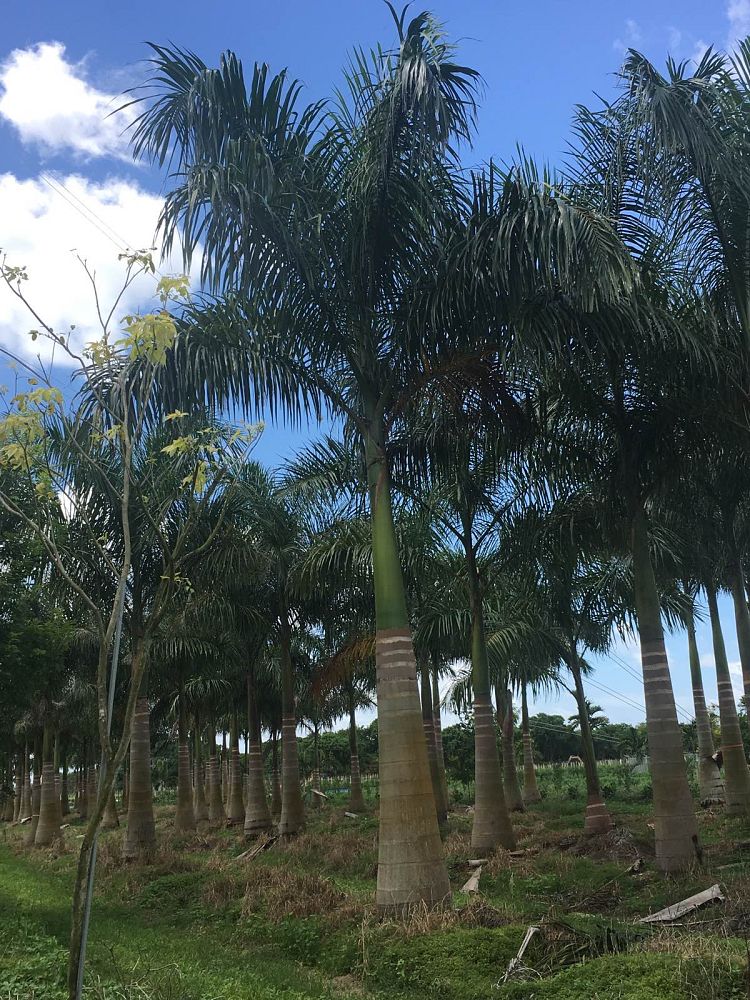 roystonea-regia-roystonea-elata-florida-royal-palm-cuban-royal-palm-royal-palm