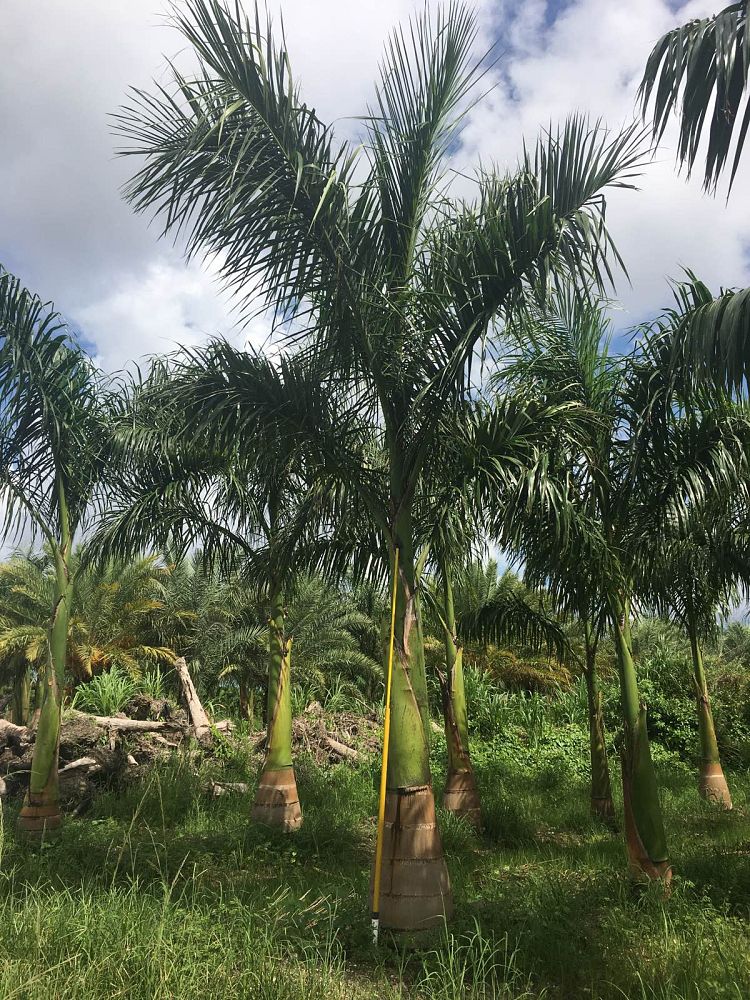 roystonea-regia-roystonea-elata-florida-royal-palm-cuban-royal-palm-royal-palm