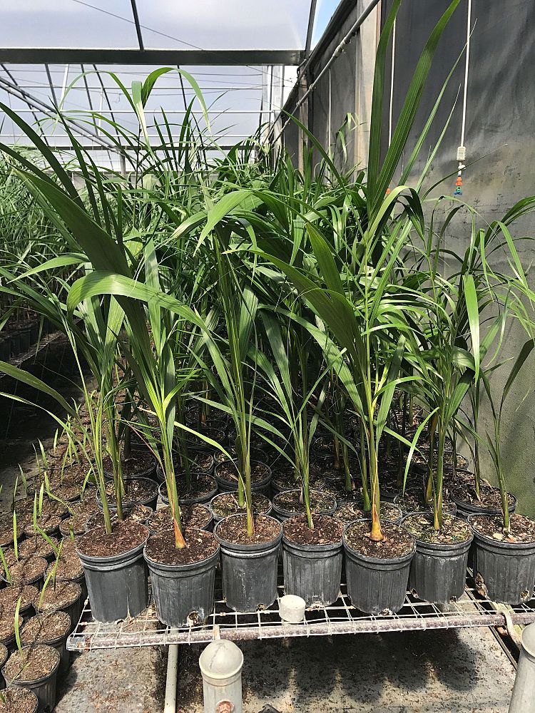 roystonea-regia-roystonea-elata-florida-royal-palm-cuban-royal-palm-royal-palm