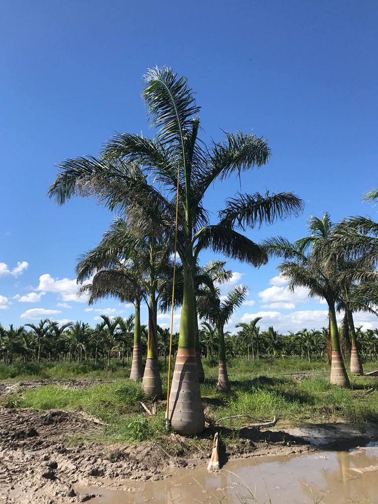 roystonea-regia-roystonea-elata-florida-royal-palm-cuban-royal-palm-royal-palm