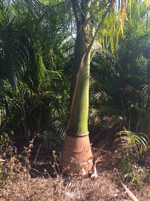 roystonea-regia-roystonea-elata-florida-royal-palm-cuban-royal-palm-royal-palm