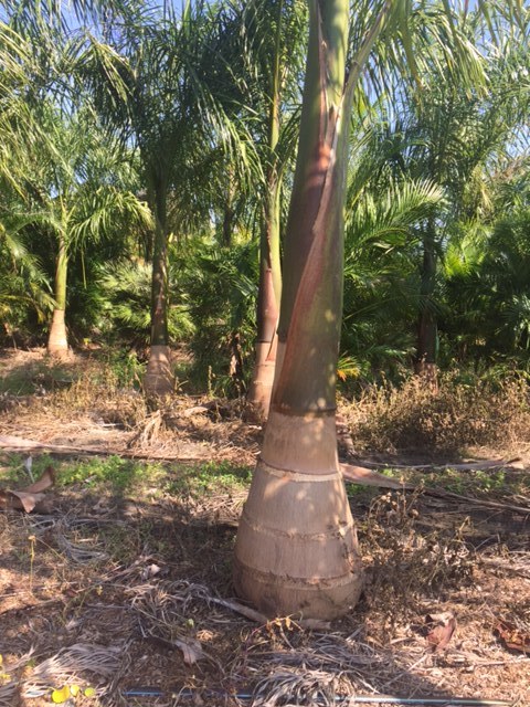 roystonea-regia-roystonea-elata-florida-royal-palm-cuban-royal-palm-royal-palm
