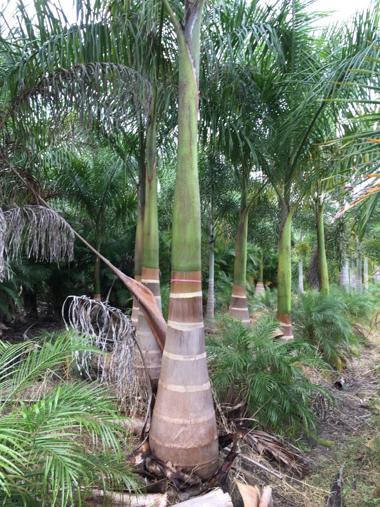 roystonea-regia-roystonea-elata-florida-royal-palm-cuban-royal-palm-royal-palm