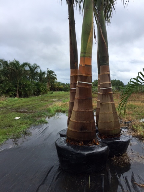 roystonea-regia-roystonea-elata-florida-royal-palm-cuban-royal-palm-royal-palm