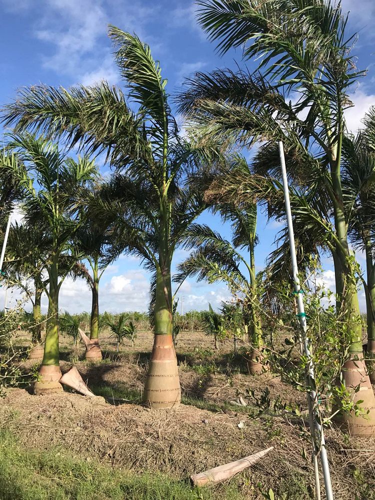roystonea-regia-roystonea-elata-florida-royal-palm-cuban-royal-palm-royal-palm