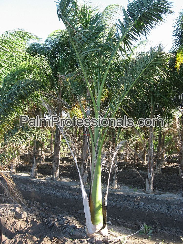 roystonea-regia-roystonea-elata-florida-royal-palm-cuban-royal-palm-royal-palm