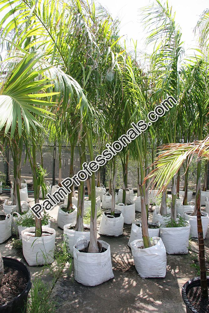 roystonea-regia-roystonea-elata-florida-royal-palm-cuban-royal-palm-royal-palm