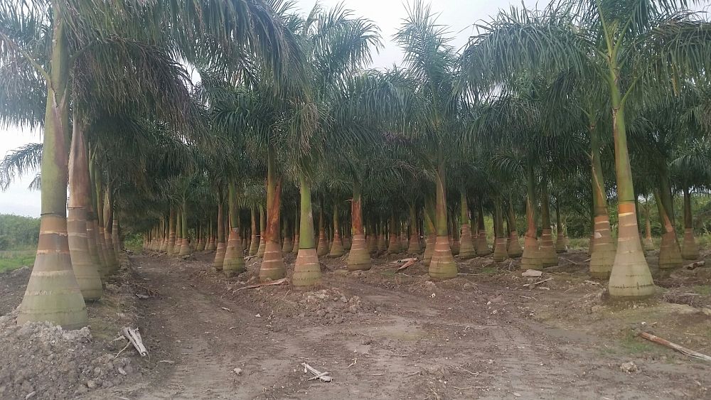 roystonea-regia-roystonea-elata-florida-royal-palm-cuban-royal-palm-royal-palm