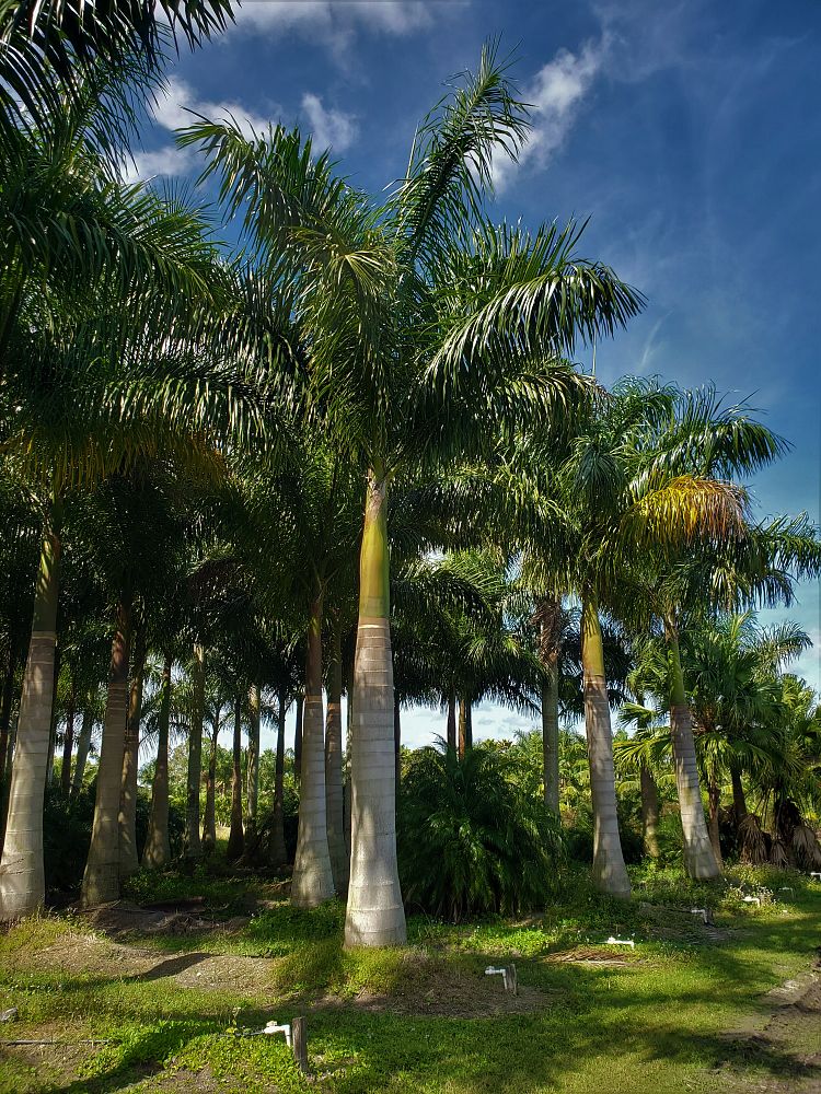 roystonea-regia-roystonea-elata-florida-royal-palm-cuban-royal-palm-royal-palm