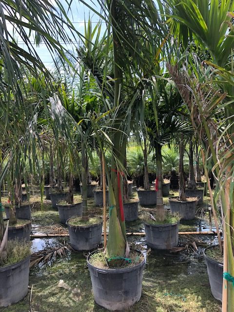 roystonea-regia-roystonea-elata-florida-royal-palm-cuban-royal-palm-royal-palm
