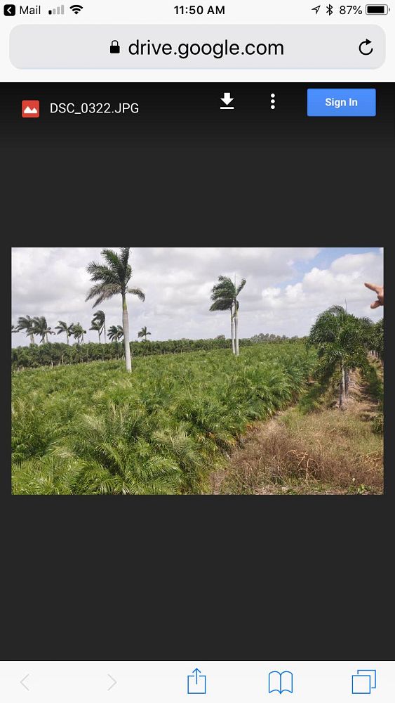 roystonea-regia-roystonea-elata-florida-royal-palm-cuban-royal-palm-royal-palm