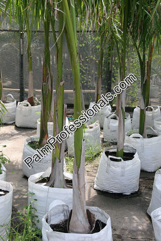roystonea-regia-roystonea-elata-florida-royal-palm-cuban-royal-palm-royal-palm