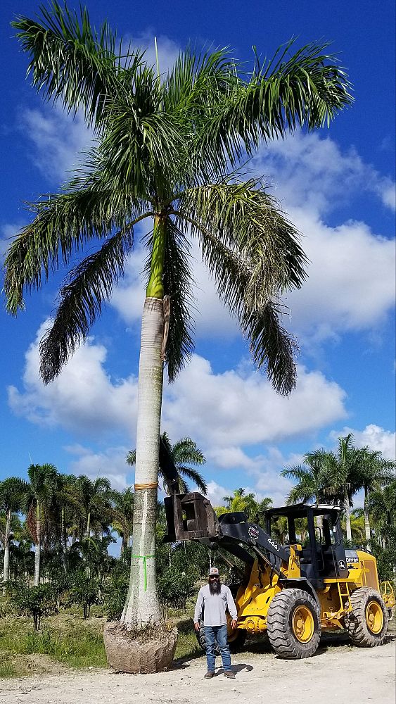 roystonea-regia-roystonea-elata-florida-royal-palm-cuban-royal-palm-royal-palm