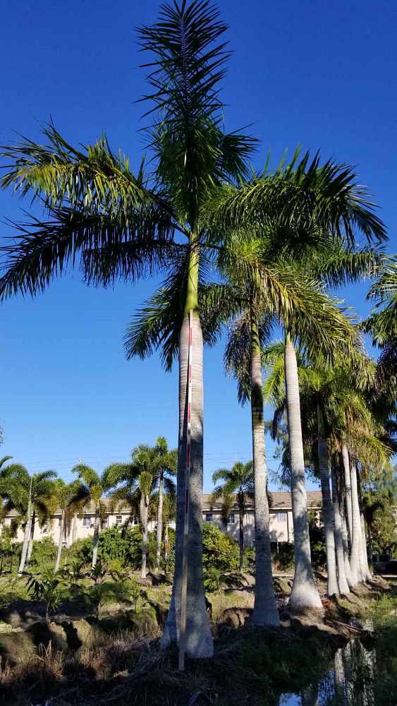 roystonea-regia-roystonea-elata-florida-royal-palm-cuban-royal-palm-royal-palm